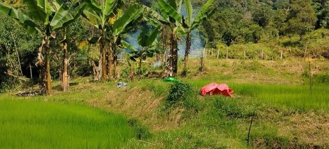Semai siap tanam